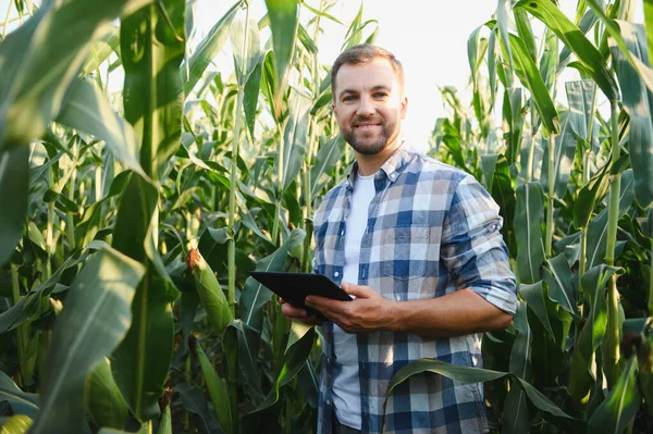 Happy Tronomist gülümsüyor ve mısır tarlasında tablet tutuyor, modern teknolojileri tarımda kullanıyor.