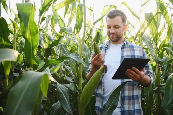 Mısır koçanı tutan ve mısır tarlasında kalite ve büyümeyi denetlemek için dijital tablet kullanan çiftçi