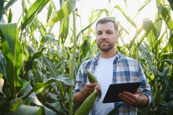 Çiftçi elinde mısır koçanı tutarken, yaz boyunca canlı bir tarım alanındaki ürünleri incelemek için dijital tablet kullanıyor.
