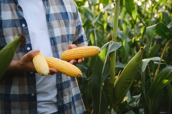 Gün batımında ekilmiş mısır tarlasında olgun mısır koçanları tutan çiftçi kırsal alanda hasat mevsiminin özünü yakalıyor.