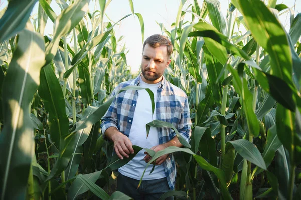 Tarlada yetiştirilen mısır bitkilerini inceleyen çiftçi sağlıklı büyüme ve hasat potansiyelinin değerlendirilmesini sağlıyor.