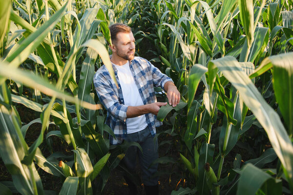 Farmer inspecting the health of his corn plants in a lush green field, ensuring a bountiful harvest