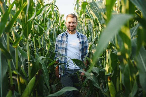 Neşeli bir mısır tarlasında yürüyen, ekinleri inceleyen ve güneşli bir yaz gününde doğanın güzelliğinin tadını çıkaran mutlu bir çiftçi.