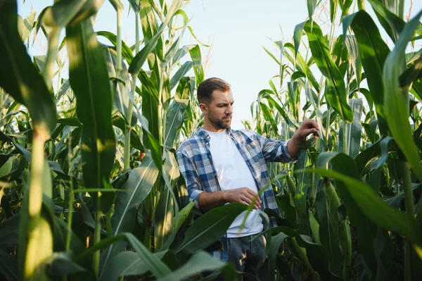 Tarım tarlalarındaki mısır bitkilerini inceleyen çiftçi sağlıklı büyüme ve hasat potansiyelinin değerlendirilmesini sağlıyor.