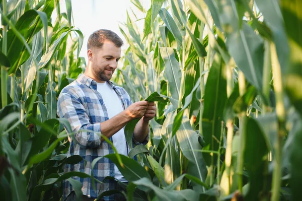 Çiftçi tarım alanındaki mısır yaprağının büyümesini dikkatlice kontrol ederek, sağlıklı ürün gelişimini sağlıyordu.