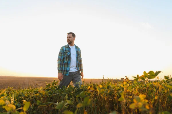 Çiftçi soya tarlasında gün batımında yürüyor, ekinlerini kontrol ediyor ve altın saatin tadını çıkarıyor.
