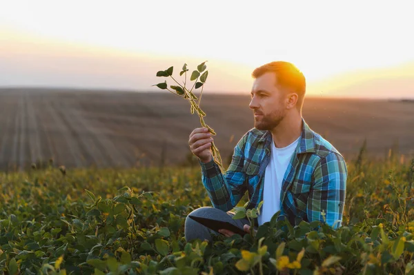 Günbatımında tarıma yenilikçi yaklaşım ve dijital tablet kullanarak ekili alandaki soya bitkisini analiz eden çiftçi