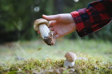 Yürüyüş gezisi sırasında ormanda büyüyen mantarın yanında büyük bir mantar tutan bir çocuğun eli.