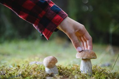 Sakin bir ormanda yosunların arasına yerleştirilmiş büyük bir mantara nazikçe dokunmak doğanın güzelliği arasında huzurlu bir yürüyüş sırasında