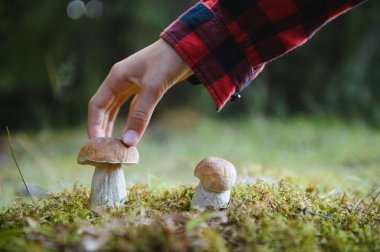 Canlı sonbahar yaprakları ve yumuşak yosunlarla çevrili verimli bir ormanda büyüyen büyük bir mantara nazikçe dokunmak doğanın cömertliğini gösterir.