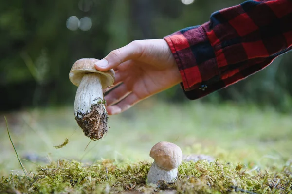 Ormanda büyük bir mantar toplayan bir gencin eli. Yosun yatağında büyüyen başka bir mantar.