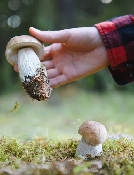Bir orman gezisi sırasında yosun içinde büyüyen bir mantarın üzerinde büyük bir mantarı tutan el.