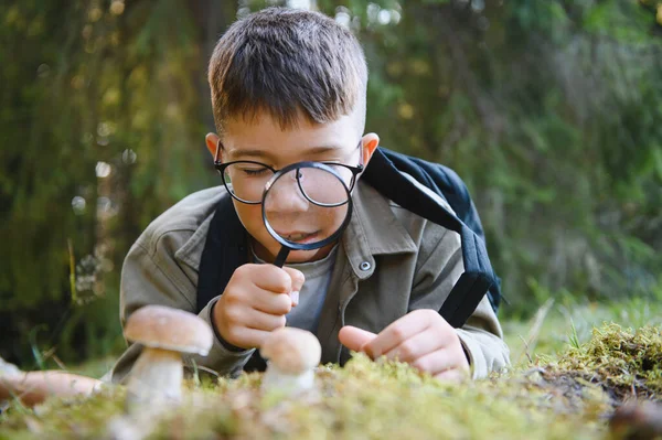 Doğayı keşfeden meraklı çocuk yemyeşil bir ormanda yürüyüş yaparken büyüteçle mantarları gözlemliyor.