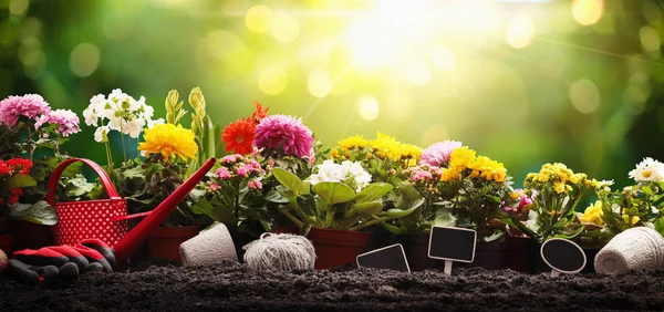 Flores de jardín y plantas sobre un fondo soleado. Concepto de Jardinería —  Fotos de Stock