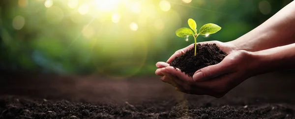 Plant in Hands. Ecology concept. Nature Background — Stock Photo, Image