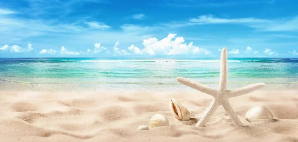 Seashells on Seashore Close Up Beach Holiday — Stock Photo, Image