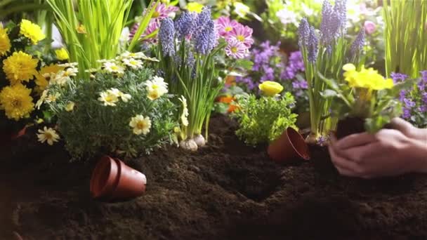 Plantando Flores, Jardinagem. Mãos femininas Close Up — Vídeo de Stock