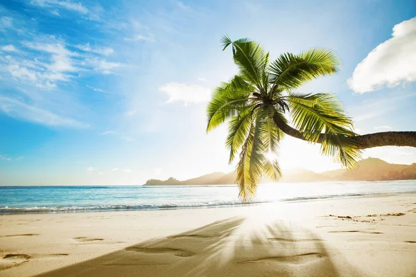 Tropical Palm Tree in the Sunshine — Stock Photo, Image