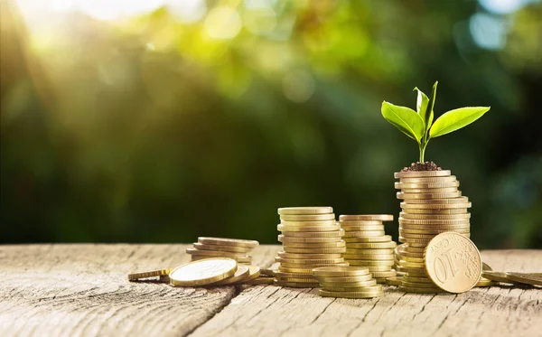 Conceito de Investimento. Planta crescendo em moedas de poupança dinheiro — Fotografia de Stock