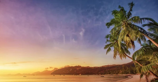 Tropische Palme im Sonnenschein — Stockfoto