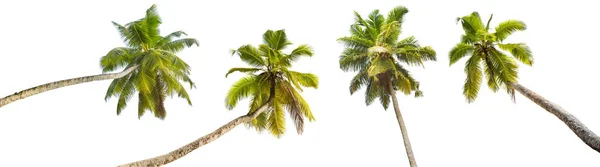 Palmbomen geïsoleerd — Stockfoto