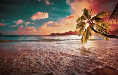 Tropikal palmiye ağacı güneş