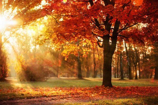 Outono Paisagem. Cena de Queda.Árvores e folhas em raios de luz solar — Fotografia de Stock