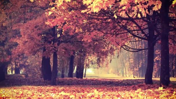 Scena autunnale dorata in un parco, con foglie cadenti — Video Stock