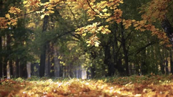 Золотая осенняя сцена в парке, с опавшими листьями — стоковое видео
