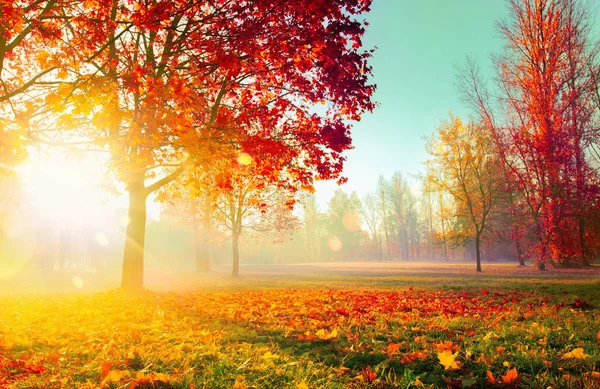 Podzimní krajina. Scéna.Stromy a listy ve slunečních paprscích — Stock fotografie