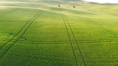 Engin Yeşil Buğday Tarlası'nın Üzerinde Yakın Uçan. Altın Işık Gün Batımında Toskana Doğa