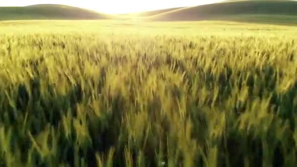 Pływające Blisko Powyżej Rozległe Żółte Pole Pszenicy Tuscany Nature Golden — Wideo stockowe