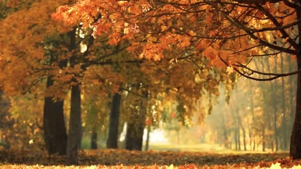 Scène d'automne dorée dans un parc, avec des feuilles tombées, le soleil brille à travers les arbres 