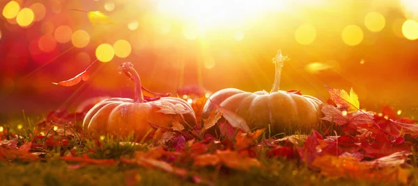 Dia de Ação de Graças de Outono Fundo. Holiday Autumn Festival Concept (em inglês). Colheita — Fotografia de Stock