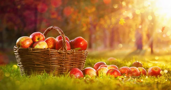 Яблоки в корзине на открытом воздухе — стоковое фото