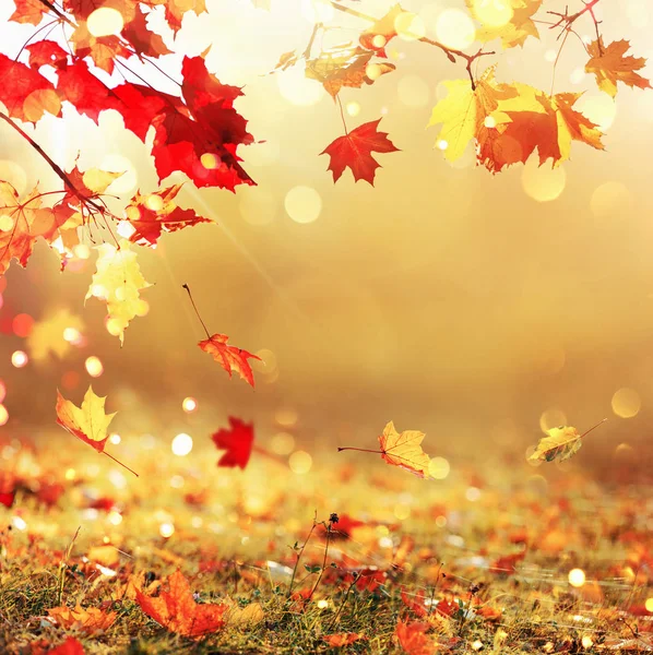 金色的秋天背景 — 图库照片