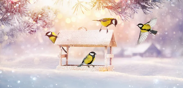 Christmas Card with Birds. Winter Landscape — ストック写真