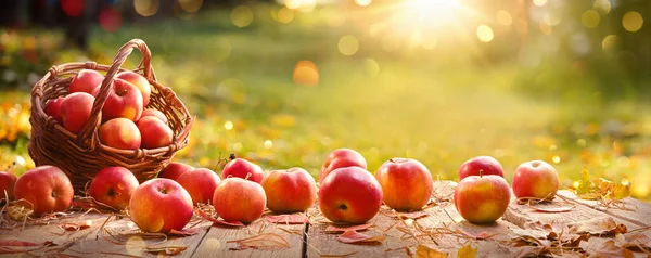 Manzanas en una cesta al aire libre. Fondo soleado — Foto de Stock