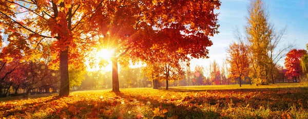 Herfst Landschap. Herfst Scene.Bomen en bladeren in zonlicht Stralen — Stockfoto