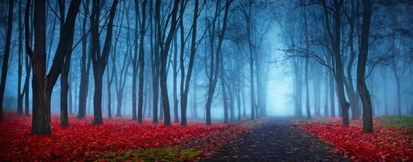 Prachtig mystiek bos in blauwe mist in het najaar — Stockfoto