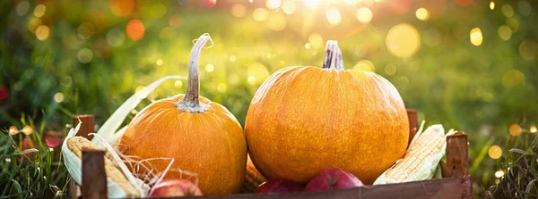 Antecedentes del Día de Acción de Gracias de otoño. Cosecha —  Fotos de Stock