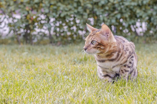 산책에 고양이 키슈니크 프로굴케 벵골스키 코테녹 — 스톡 사진