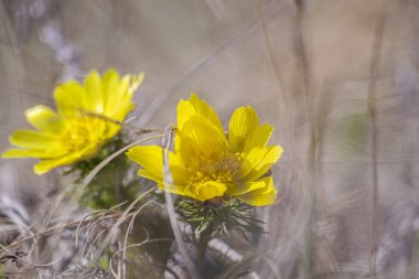 Adonis, ne oldu? Dağ çiçeği. Bahar