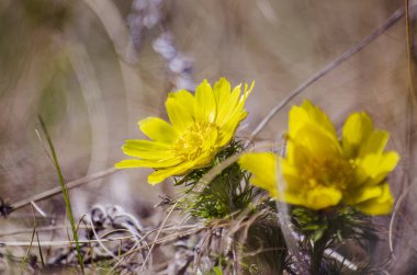 Adonis, ne oldu? Dağ çiçeği. Bahar