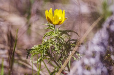 Adonis, ne oldu? Dağ çiçeği. Bahar