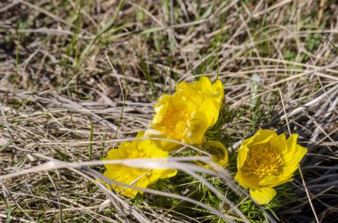 Adonis, ne oldu? Dağ çiçeği. Bahar