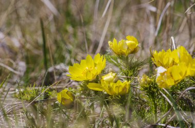 Adonis, ne oldu? Dağ çiçeği. Bahar