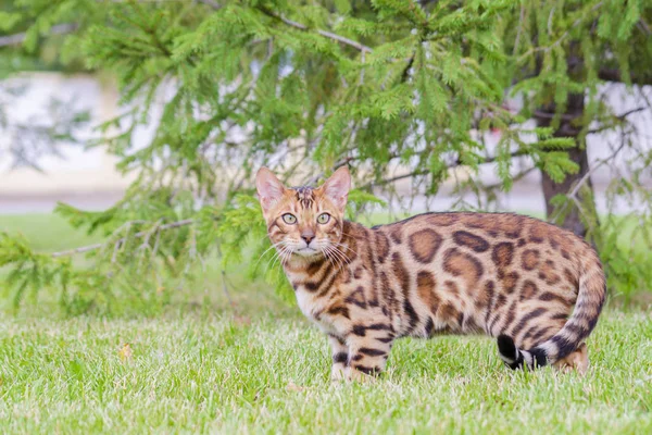 Gatito Bengala Prado Verde — Foto de Stock