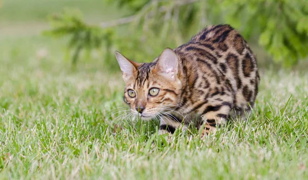 緑の草原でベンガルの子猫 — ストック写真