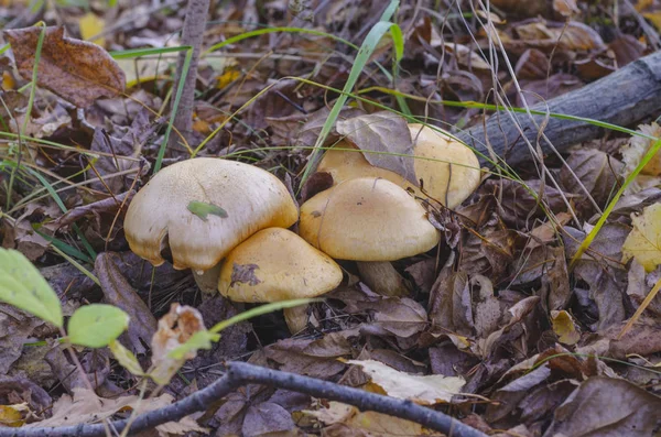 Kurumuş çimenlerin ve sonbahar gökyüzünün arka planında sonbahar zehirli mantarları